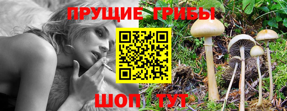 Галлюциногенные грибы Cubensis Йошкар-Ола